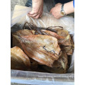 dried equatorial squid wholesale china supply